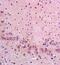CASP8 And FADD Like Apoptosis Regulator antibody, GTX37264, GeneTex, Immunohistochemistry paraffin image 