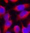 Myristoylated Alanine Rich Protein Kinase C Substrate antibody, orb14667, Biorbyt, Immunofluorescence image 