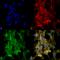 Citrulline antibody, SMC-501D-PCP, StressMarq, Immunofluorescence image 
