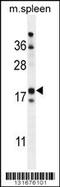 Retinol Binding Protein 7 antibody, 59-433, ProSci, Western Blot image 