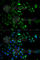 HtrA Serine Peptidase 2 antibody, A5762, ABclonal Technology, Immunofluorescence image 