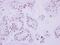 DNA topoisomerase 2-beta antibody, NBP2-20684, Novus Biologicals, Immunohistochemistry frozen image 