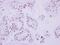 DNA Topoisomerase II Beta antibody, NBP2-20684, Novus Biologicals, Immunohistochemistry frozen image 