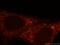 Phospholipase C Like 2 antibody, 17421-1-AP, Proteintech Group, Immunofluorescence image 