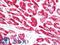 Cytochrome C Oxidase Subunit 4I1 antibody, LS-B11055, Lifespan Biosciences, Immunohistochemistry paraffin image 