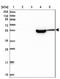 Cilia And Flagella Associated Protein 100 antibody, NBP2-14449, Novus Biologicals, Western Blot image 