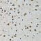 Solute carrier family 23 member 2 antibody, LS-C334917, Lifespan Biosciences, Immunohistochemistry frozen image 