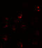 FKBP Prolyl Isomerase 1A antibody, 7789, ProSci, Immunofluorescence image 