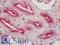 DEAH-Box Helicase 15 antibody, LS-B11210, Lifespan Biosciences, Immunohistochemistry frozen image 