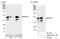 Kinesin Family Member 2A antibody, A300-914A, Bethyl Labs, Immunoprecipitation image 