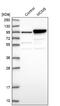 Minichromosome Maintenance Complex Component 5 antibody, NBP1-85722, Novus Biologicals, Western Blot image 
