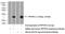 Protein Phosphatase 1 Regulatory Inhibitor Subunit 1C antibody, 11757-1-AP, Proteintech Group, Western Blot image 