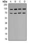 Cadherin 6 antibody, orb382554, Biorbyt, Western Blot image 