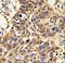 Catalase antibody, LS-C168338, Lifespan Biosciences, Immunohistochemistry frozen image 