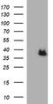 Arginase 2 antibody, MA5-26272, Invitrogen Antibodies, Western Blot image 