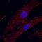 Integrin Subunit Alpha V antibody, BAF1219, R&D Systems, Western Blot image 