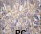 Cadherin 3 antibody, PA5-11587, Invitrogen Antibodies, Immunohistochemistry frozen image 