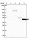 Transmembrane Protein 108 antibody, PA5-64110, Invitrogen Antibodies, Western Blot image 