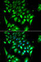 Basic Helix-Loop-Helix Family Member E40 antibody, 22-292, ProSci, Immunofluorescence image 