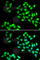 Nicotinamide N-Methyltransferase antibody, A6673, ABclonal Technology, Immunofluorescence image 