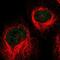 P113 antibody, NBP1-83256, Novus Biologicals, Immunofluorescence image 