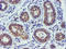 TIMP Metallopeptidase Inhibitor 2 antibody, TA504018, Origene, Immunohistochemistry frozen image 