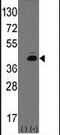 mATH1 antibody, PA5-12259, Invitrogen Antibodies, Western Blot image 