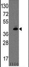 Atonal BHLH Transcription Factor 1 antibody, PA5-12259, Invitrogen Antibodies, Western Blot image 