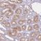 Netrin-4 antibody, HPA049832, Atlas Antibodies, Immunohistochemistry frozen image 