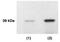 Kallikrein Related Peptidase 4 antibody, PA1-16651, Invitrogen Antibodies, Western Blot image 