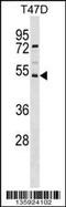 SVOP Like antibody, 58-718, ProSci, Western Blot image 