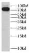 Integrator Complex Subunit 13 antibody, FNab01012, FineTest, Western Blot image 