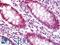 Coactivator Associated Arginine Methyltransferase 1 antibody, LS-B11033, Lifespan Biosciences, Immunohistochemistry frozen image 