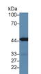 Interferon Regulatory Factor 3 antibody, MBS2026221, MyBioSource, Western Blot image 