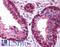 SAP30 Like antibody, LS-B304, Lifespan Biosciences, Immunohistochemistry frozen image 