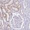 Transmembrane Protein 246 antibody, HPA011318, Atlas Antibodies, Immunohistochemistry frozen image 