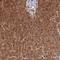 Dihydrouridine Synthase 2 antibody, HPA043528, Atlas Antibodies, Immunohistochemistry frozen image 