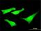 Spectrin Repeat Containing Nuclear Envelope Protein 2 antibody, H00023224-M01, Novus Biologicals, Immunofluorescence image 