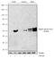 SMAD Family Member 3 antibody, 702292, Invitrogen Antibodies, Western Blot image 