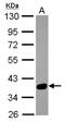 SplA/Ryanodine Receptor Domain And SOCS Box Containing 3 antibody, NBP2-20480, Novus Biologicals, Western Blot image 