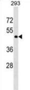 G Protein-Coupled Receptor 78 antibody, abx029634, Abbexa, Western Blot image 