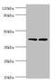 Lysosomal acid lipase/cholesteryl ester hydrolase antibody, A53766-100, Epigentek, Western Blot image 