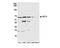 Integrator Complex Subunit 11 antibody, NB100-60638, Novus Biologicals, Western Blot image 