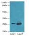 RAB20, Member RAS Oncogene Family antibody, LS-C398626, Lifespan Biosciences, Western Blot image 