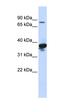 LON Peptidase N-Terminal Domain And Ring Finger 2 antibody, orb325083, Biorbyt, Western Blot image 