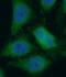 ENO1 antibody, FNab02765, FineTest, Immunofluorescence image 
