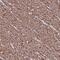 Transmembrane protein 92 antibody, NBP2-38013, Novus Biologicals, Immunohistochemistry paraffin image 