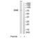 Glucosamine (UDP-N-Acetyl)-2-Epimerase/N-Acetylmannosamine Kinase antibody, A01647, Boster Biological Technology, Western Blot image 