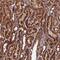 Coiled-Coil Domain Containing 8 antibody, PA5-59811, Invitrogen Antibodies, Immunohistochemistry frozen image 