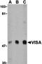 Mitochondrial Antiviral Signaling Protein antibody, orb74807, Biorbyt, Western Blot image 